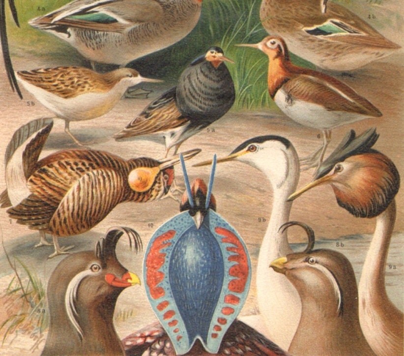 1895 Adornment of Singing Birds, Ducks, Bluethroat, Crests, Ruff, Teal Original Antique Chromolithograph to Frame