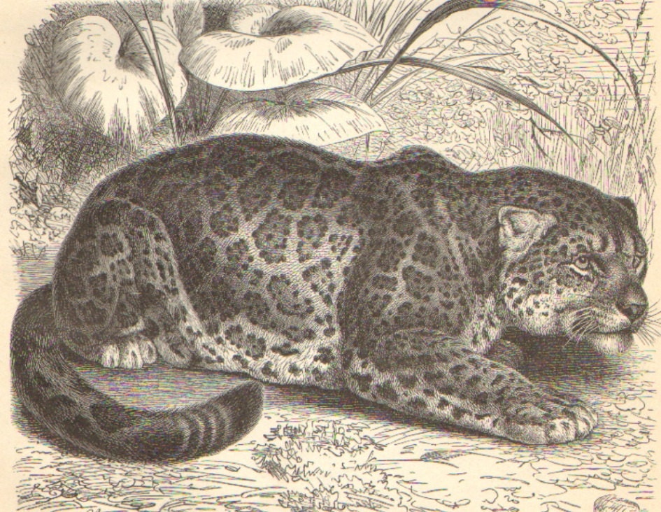 1897 Pantheras, Leopard, Jaguar, Snow Leopard, Black Panther Original Antique Engraving