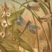 1900 Dragonflies, Damselflies Original Antique Chromolithograph