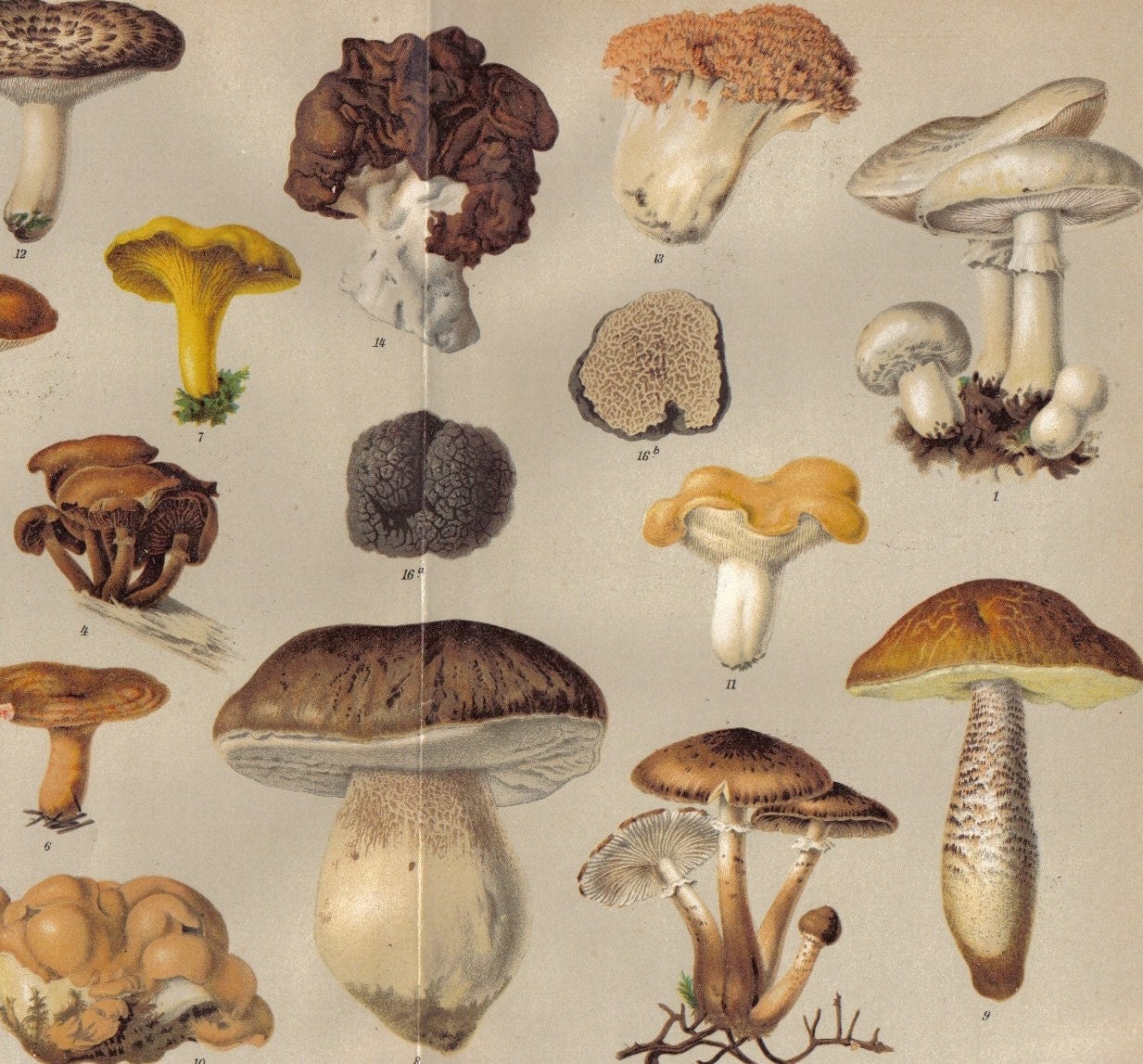 Fall+Mushrooms+in+Illinois Fall Mushrooms in Illinois http://www.etsy.com/listing/66541494/edible ...