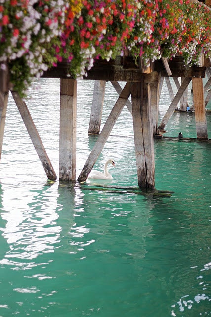 Swans under the Chapel Bridge in Lucerne Switzerland 8x12 fine art photograph