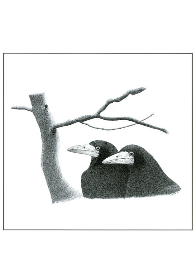 Art Illustration A4 Print Pen And Ink Drawing Two Rooks Detailed Art Black And White Monochrome Bird Art Ink Art