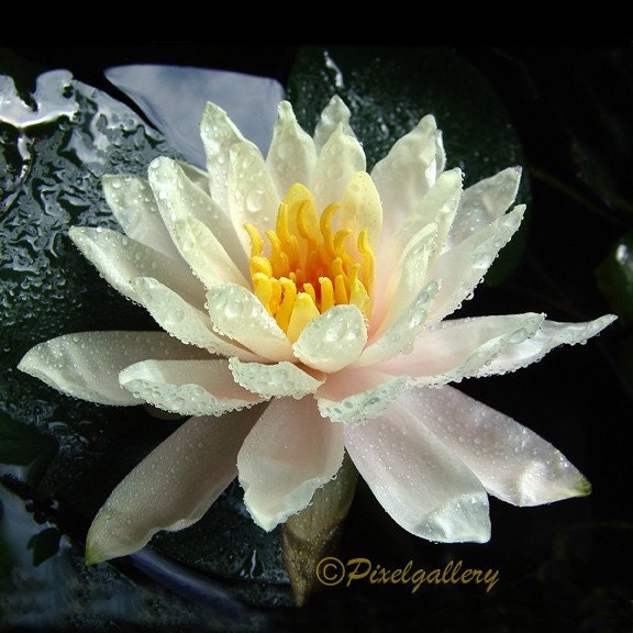 White Water lily with Dew 8x8 Fine Art Giclee Print