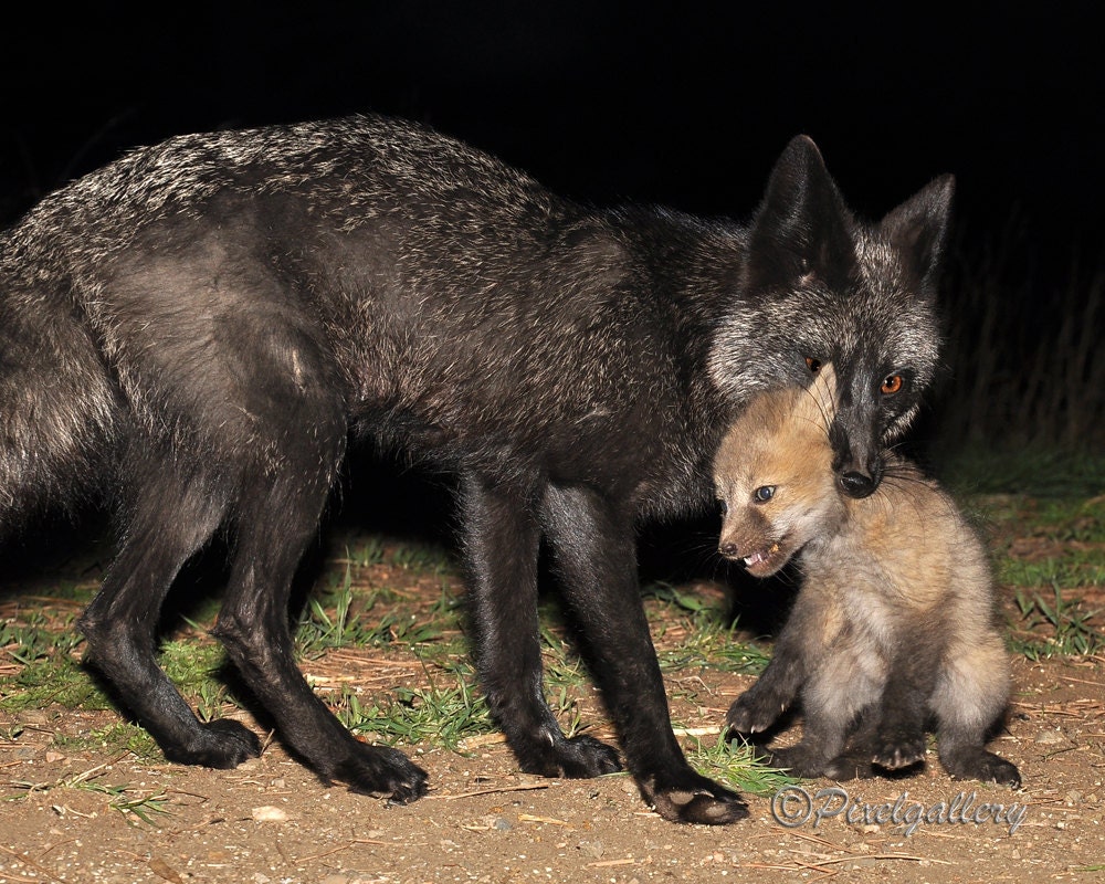 Happy Mother's Day - Black Fox with Baby - "Ma I Don't Want To Go Home" - Colorado 8x10 Fine Art Giclee Print