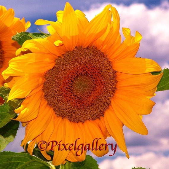 Sunflower 10x10 Fine Art Giclee Print