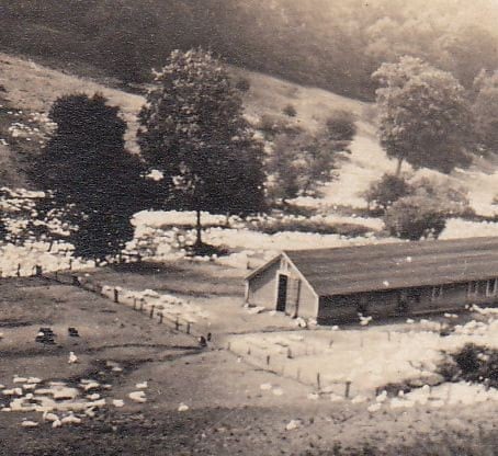 Duck Farm Oil City PA 1920s Vintage Photograph by EphemeraObscura