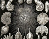 Ernst Haeckel 1974 Art Print Collectable Vintage Book PLATE 1 and 2 Foraminifera and Radiolaria Seastar Shell Ocean Nature