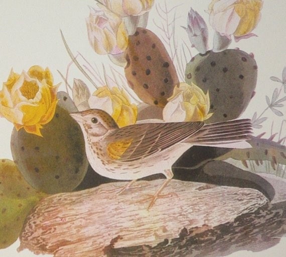 Audubon Birds of America Vintage 1979 Sparrow Art Print Collectable Book PLATE 52 VESPER SPARROW