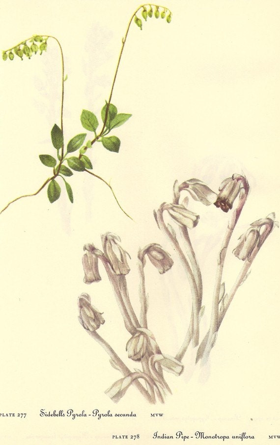 Vintage 1968 Color Print Wild Flowers of America Book PLATE 277 278 279 and 280 Red Pinesap and Sidebells and Indian Pipe