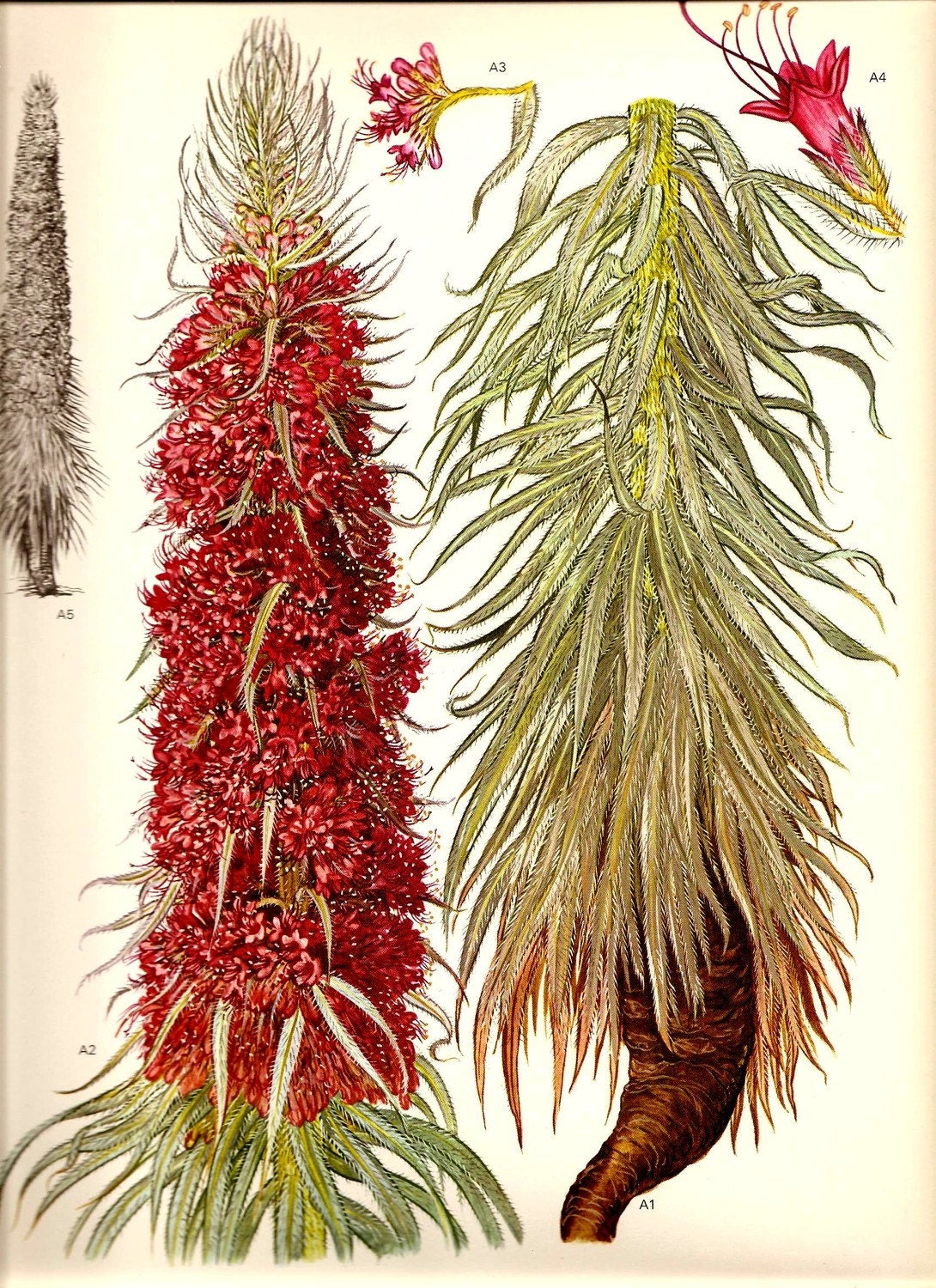 Vintage 1970 Art Print Mediterranean Wild Flowers Original Book PLATE 44 Spring Summer Boraginaceae Echium Beautiful Red and Vintage Green