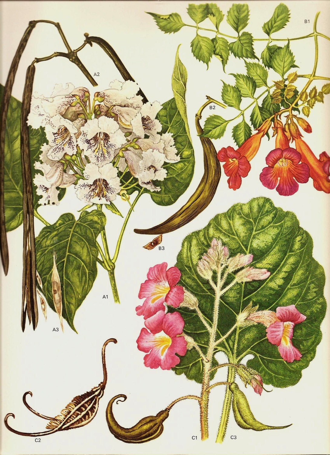 Botanical Print Vintage 1970 Color Art Wild Flowers Original Book PLATE 163 Indian Bean Trumpet Creeper Red Unicorn Plant White Orchid Pink
