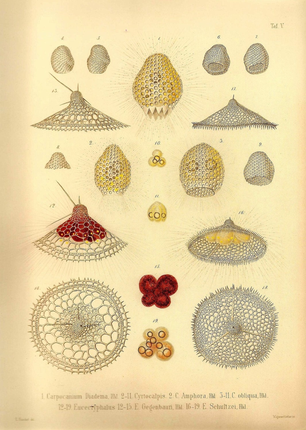 Ernst Haeckel OCEAN Lithograph Art Print Beautiful Colored Frameable Collectable Book PLATE 5 Ocean Sea Life