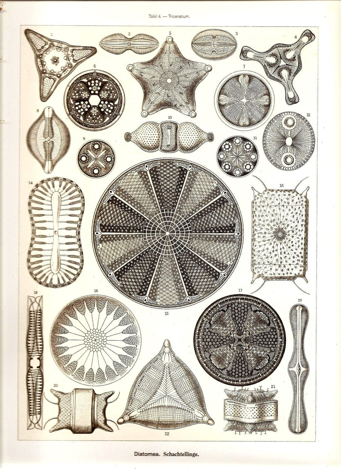Ernst Haeckel Art Print Beautiful 2010 Colored Book PLATE 3 and 4 Diatomea Schachtellinge Ocean Corals Sea Shells Seastar Marine Ocean Life