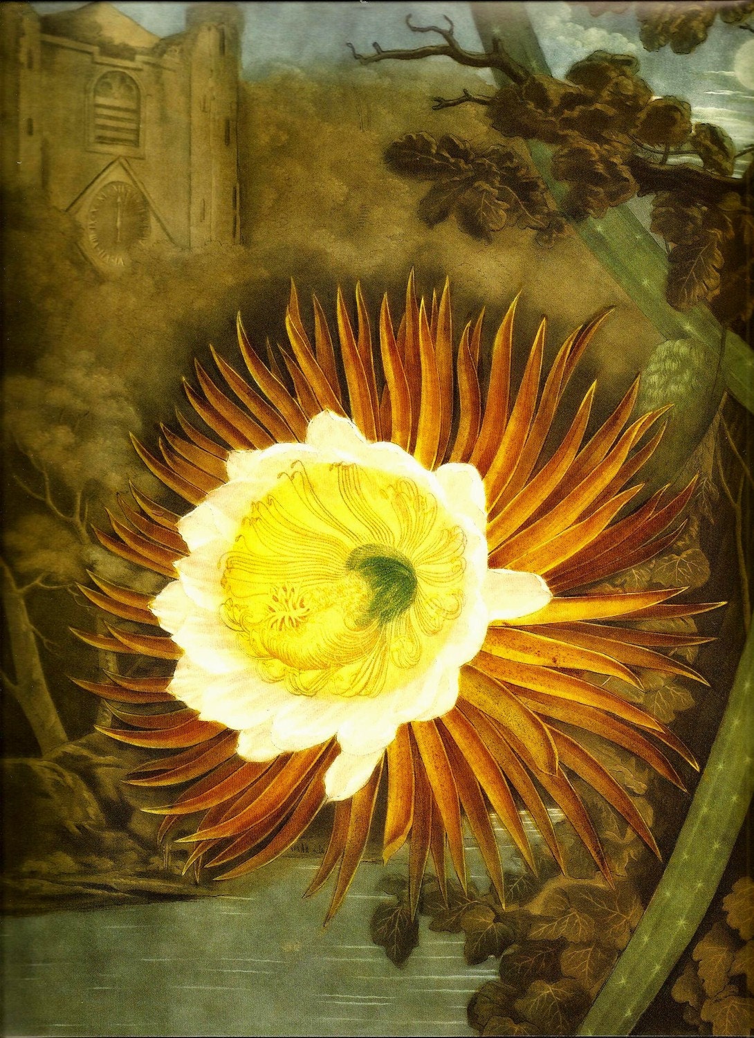 BOTANICAL FLOWER PRINT Botanicals Doublesided Art Original Book Plate 247 Tropical Flower Night Castle Lake White Yellow Lotus Lilly