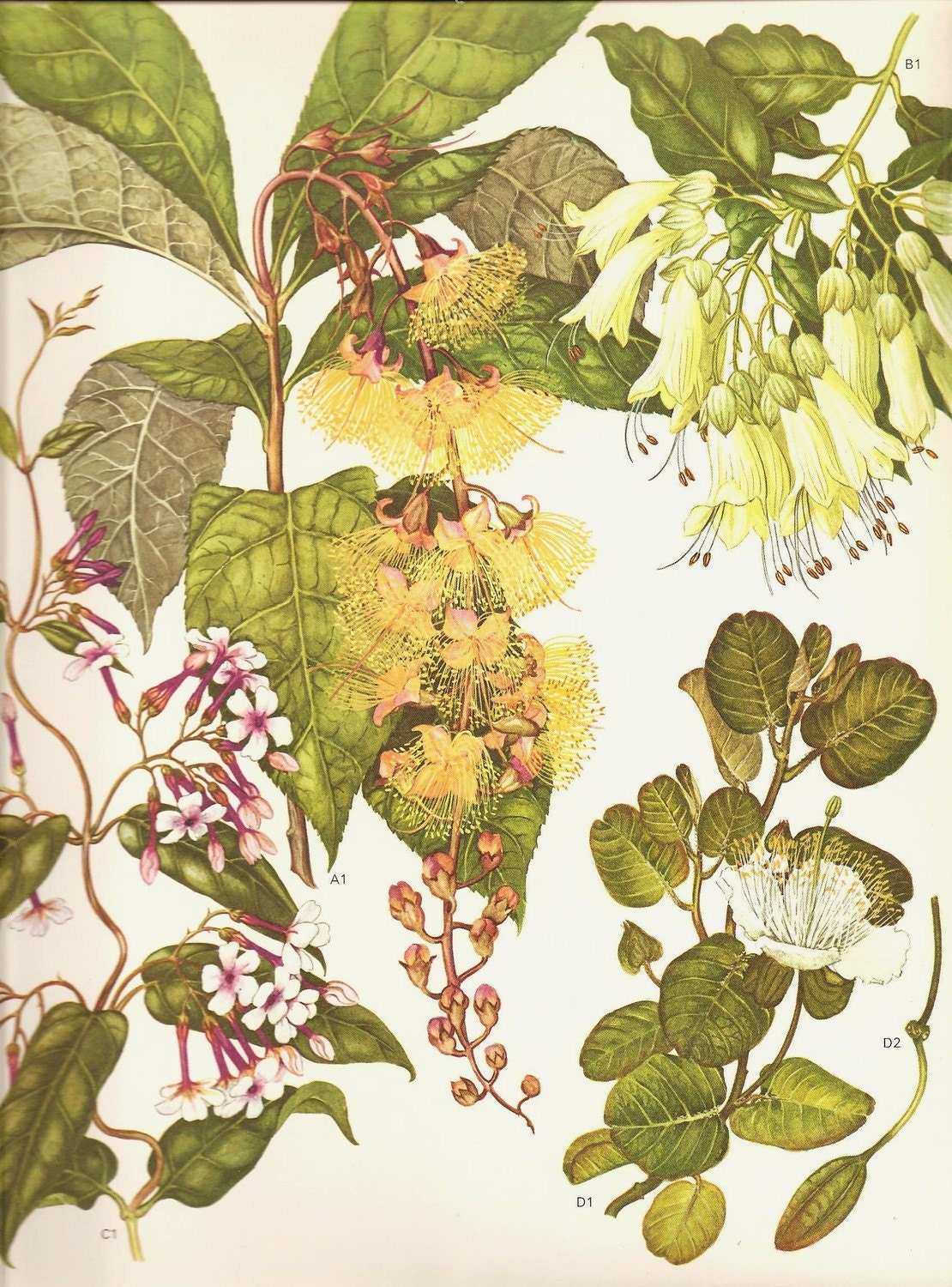 Vintage 1970 Color Art Print Wild Flowers Book PLATE 149 Beautiful Ehiyr Bell Flowers White Magnolia Yellow Fluffy Blush Pink Tree Branch