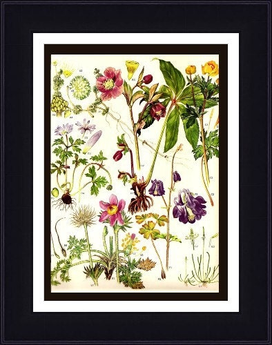 Vintage 1970 Color Art Print Wild Flowers Book PLATE 149 Beautiful Ehiyr Bell Flowers White Magnolia Yellow Fluffy Blush Pink Tree Branch