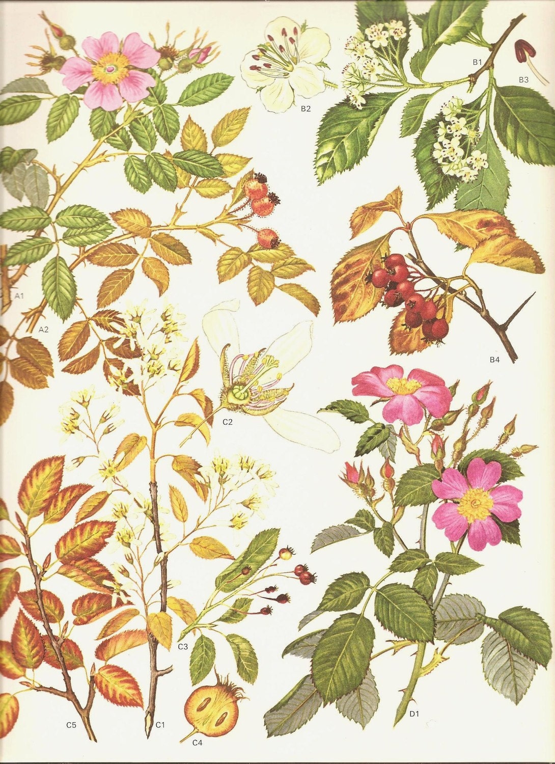 Vintage 1970 Color Art Print Wild Flowers Book PLATE 153 Beautiful Wild Roses Pink White Prairie Rose, Cockspur Thorn and Petals Chart