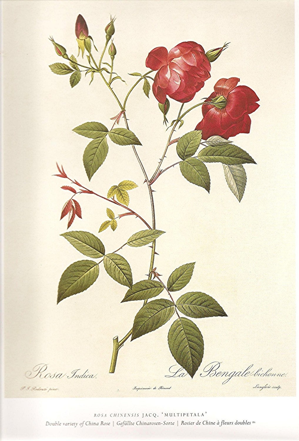botanical roses