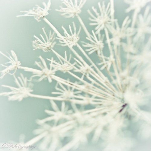 QUEEN ANNE'S Lace, a meadow botanical 8x8 print