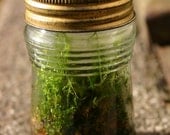 Moss Terrarium, Earth Day,  Vintage Folgers Coffee glass bottle, Red, Green