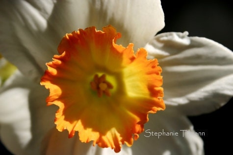 Nature Photography, Daffodil, Orange, Yellow, White, Flower, Spring, Summer,  5x7 Print