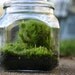 Moss Terrarium, Fathers Day Gift, Woodland, Indoor Garden, Green, Nature