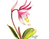 Wildflower Pink Calypso Orchid Watercolor Painting Print
