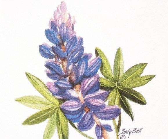 Wildflower Blue Lupine Watercolor Painting Print
