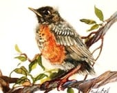 Baby Robin - Animal Art - Watercolor Painting