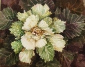 Kale Cabbage Flower Watercolor Original Painting
