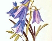 Bluebells Wildflower Watercolor Painting Print