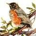 Baby Robin - Animal Art - Watercolor Painting