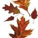Autumn Maple - Oak Leaves Watercolor painting