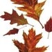Autumn Maple - Oak Leaves Watercolor painting