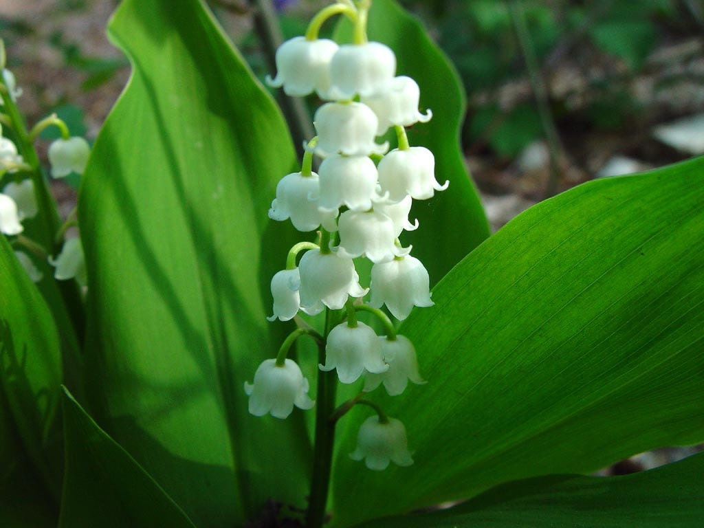 7 Live fully rooted, Lily of the Valley Plants, Convallaria Majalis, Our Ladys Tears, or May Lily, Perennial, (Outside of USA- Roots Only) - edolena