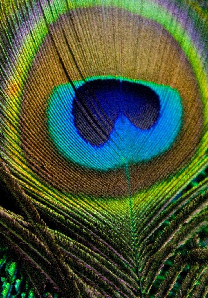 Peacock Feather - 8 x 10 Print