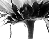 Sunflower  8 x 10 print