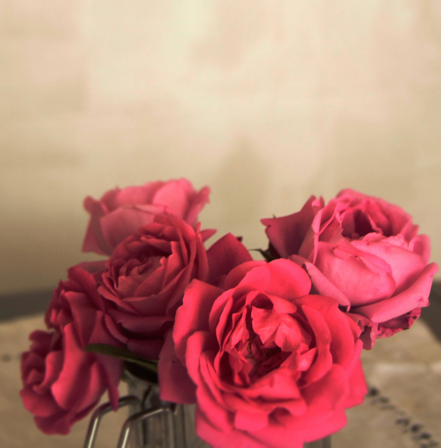 Flower Photograph, pink rose photography, floral home decor, beauty, Fine art Photo, 8x8 print