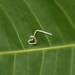 Valentine Heart Nose Stud Sterling Silver Handcrafted