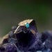 Turquoise Nose Ring Stud 14K Gold Filled Handcrafted
