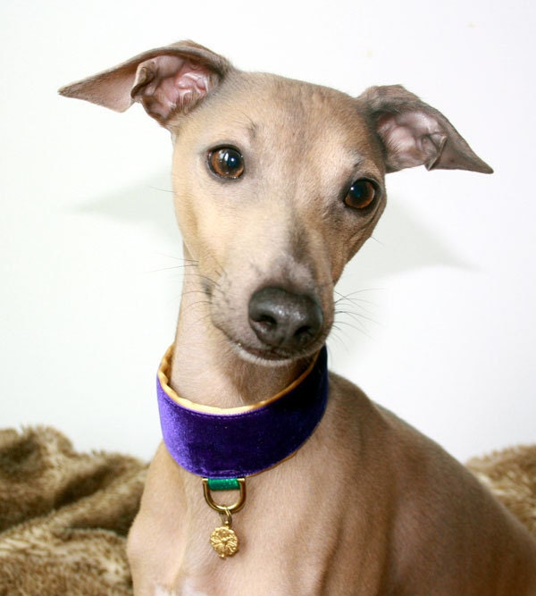 Peacock Collection Royal Purple Velvet and Gold by Shadedmoon