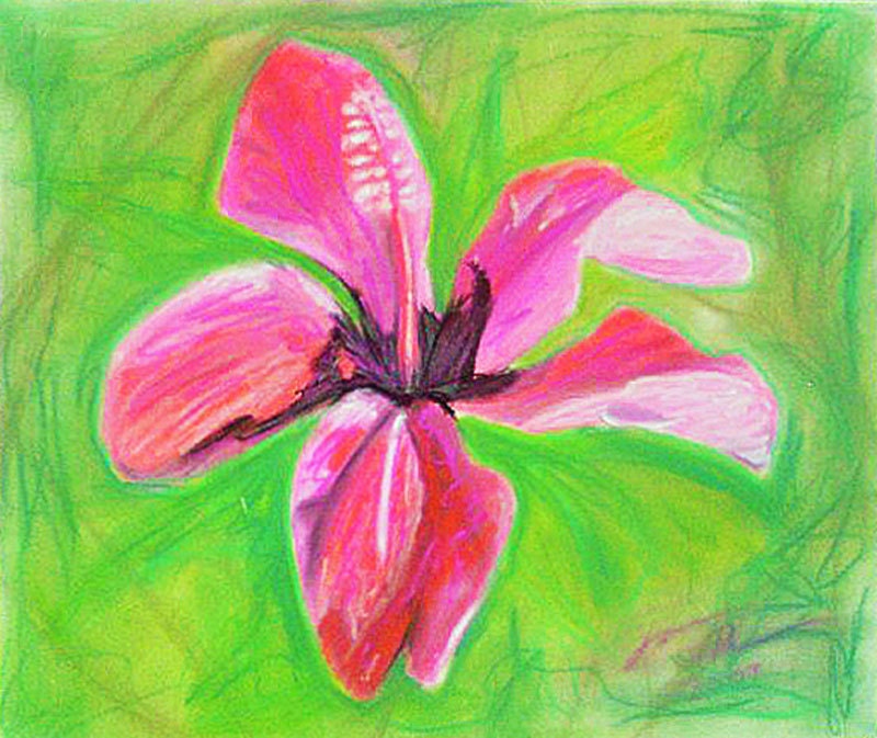 Original Pastel Drawing, Hibiscus Flower Fucshia Pink and Green