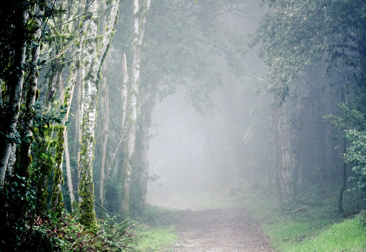 landscape nature photography - forest photo surreal fog color green tree zen serene fine art - 11x14 large print