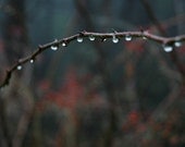 Wild rose cane, 8x10 fine art color photograph, nature