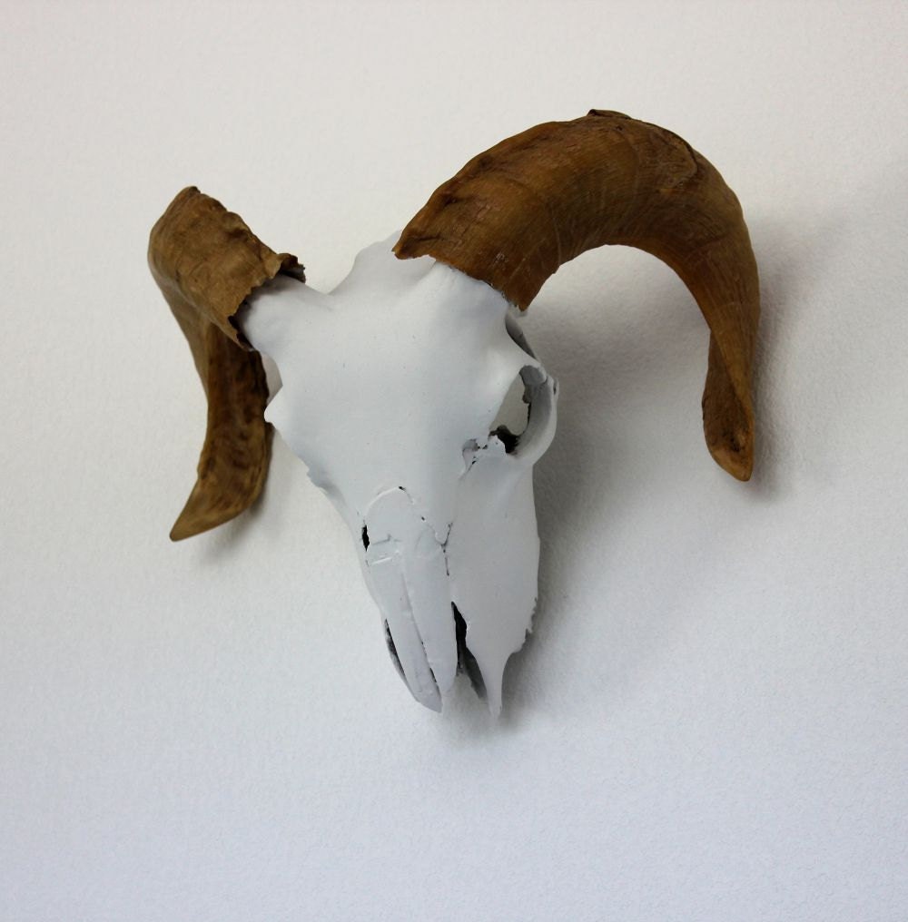 Rams Skull Painted White Taxidermy Animal Specimen