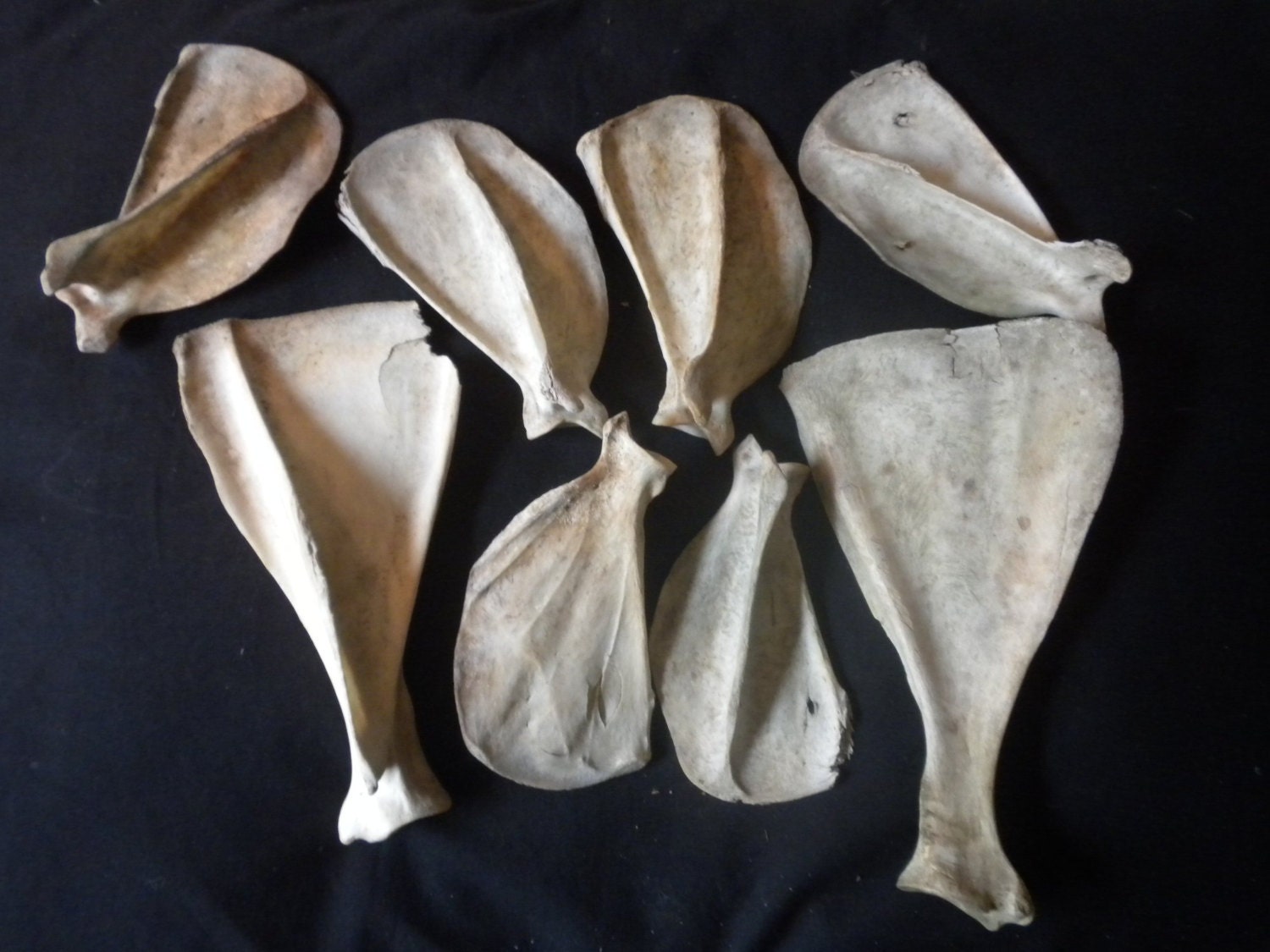 Lovely Lovely Scapulas - Assorted - Lot of 8