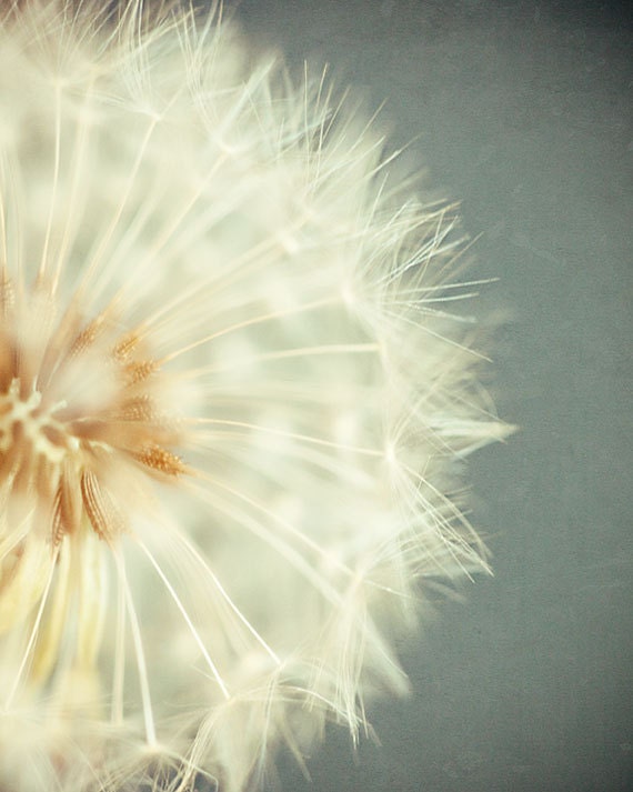 Flower Photography - Nature Photograph - Dandelion Photo - Shabby Chic Decor  - Teal, Aqua, Cream - Cottage Decor - Girl's Room Art