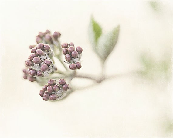 Flower Photograph, Flower Print, Botanical, Floral, Cream, Plum, Spring, Woodland, Ivory, Bathroom Decor, Shabby Chic Decor.
