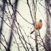Bird Art - Bird Picture - Spring Robin - Bird Print - Nature Wall Art - Brown, cream, tan, beige, orange, mint - Peaceful home decor.