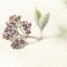 Flower Photograph, Flower Print, Botanical, Floral, Cream, Plum, Spring, Woodland, Ivory, Bathroom Decor, Shabby Chic Decor.